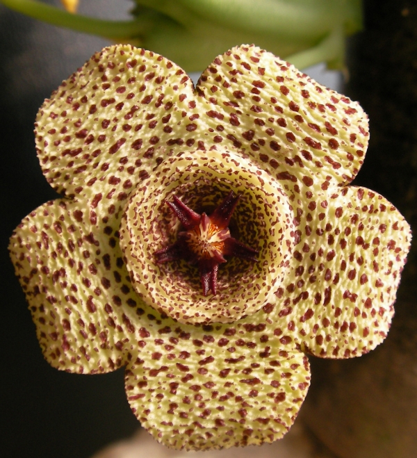 Орбея (Orbea pulchella)