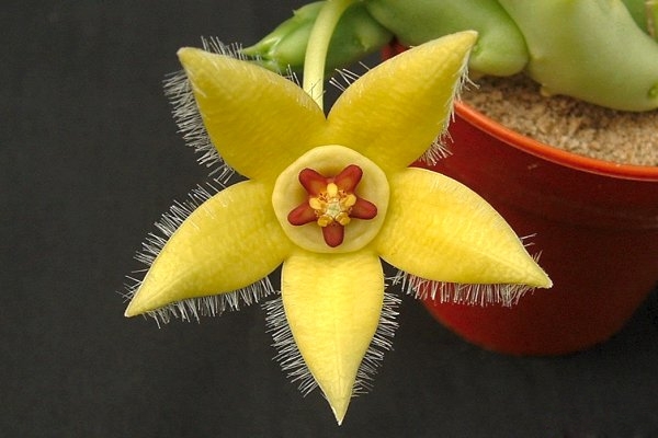 Орбея (Orbea semota var. lutea)