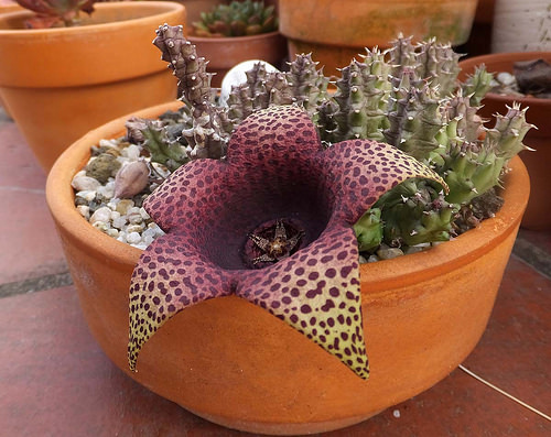 Орбея, таваресия (Orbea variegata x tavaresia barklyi)