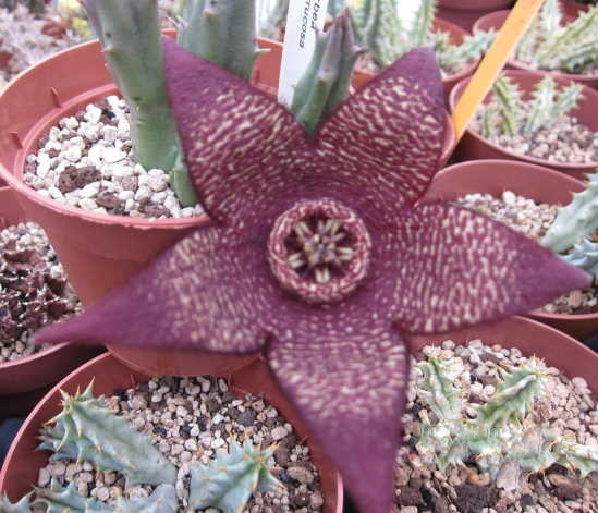 Орбея (Orbea verrucosa)