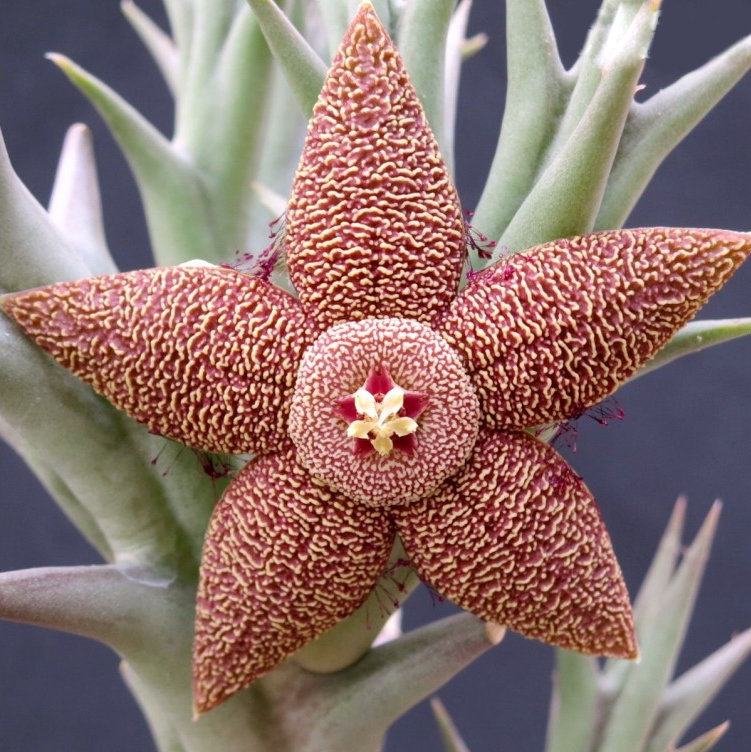 Орбия (Orbea tapscottic)