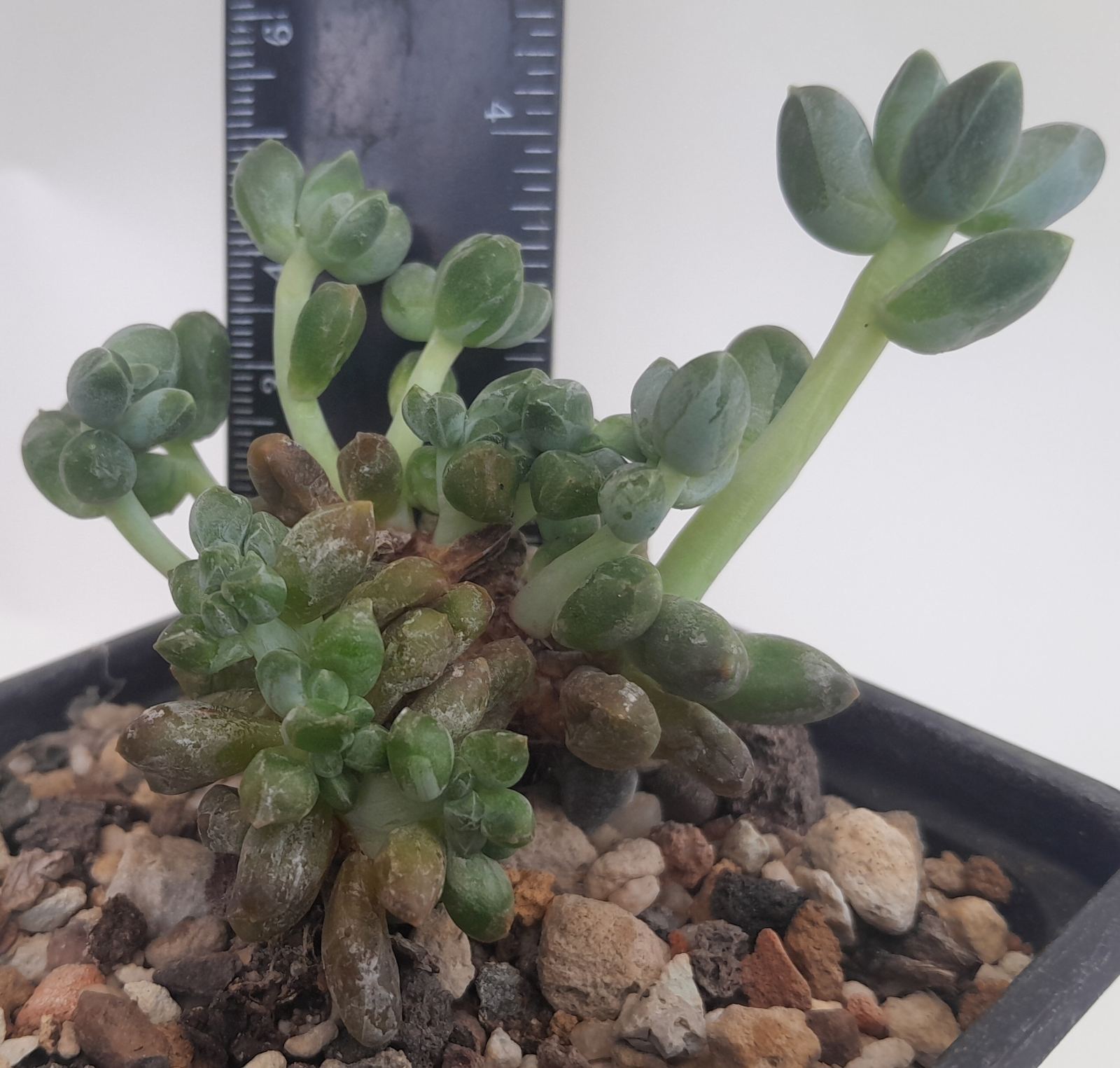Пахифитум компактум (Pachyphytum compactum)