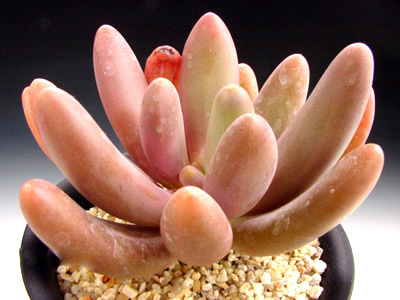 Пахифитум Вириде (Pachyphytum Viride, Pachyphytum Oviride) Пахифитум Вириде (Pachyphytum Viride, Pachyphytum Oviride)