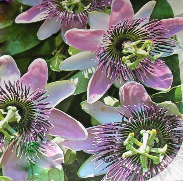 Пасифлора, семена (Passiflora caerulea)