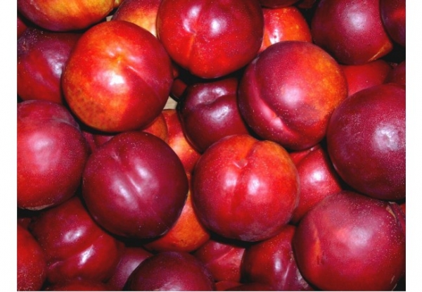 Праскова нектарина сорт Биг Топ (Prunus, Peach nectarine BIG TOP) Праскова нектарина сорт Биг Топ (Prunus, Peach nectarine BIG TOP)
