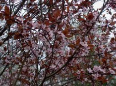 Прунус, червенолистна слива (Prunus Pisardi Nigra) Прунус, червенолистна слива (Prunus Pisardi Nigra)