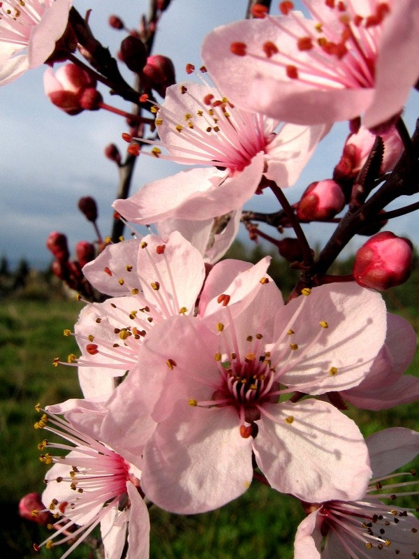 Прунус, Червенолистна слива (Prunus pissardi nigra) Прунус, Червенолистна слива (Prunus pissardi nigra)