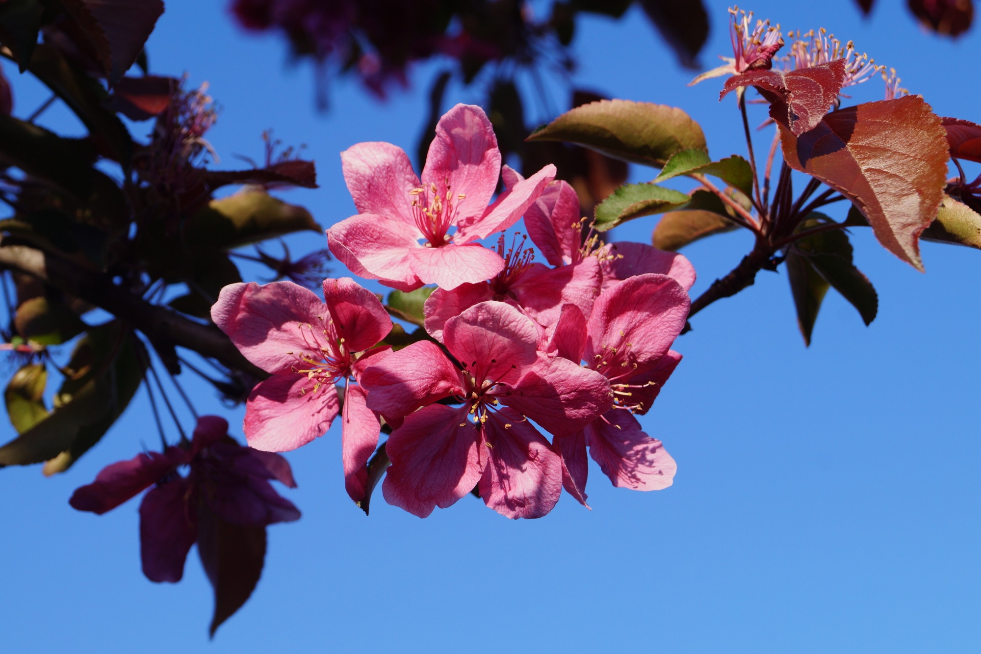 Прунус, декоративна червенолистна ябълка (Malus COCCINELLA)