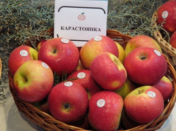 Ябълка, сорт Карастоянка (Malus domestica)