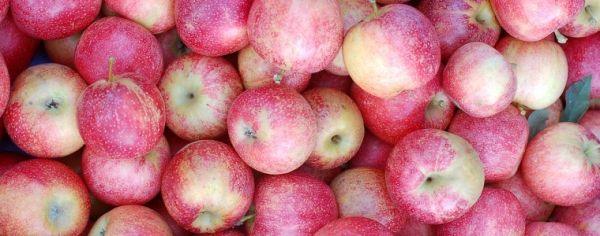 Ябълка сорт Пинк Лейди (Malus domestica Pink Lady)