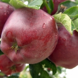 Ябълка сорт Ред Чиф Червена превъзходна (Malus domestica)