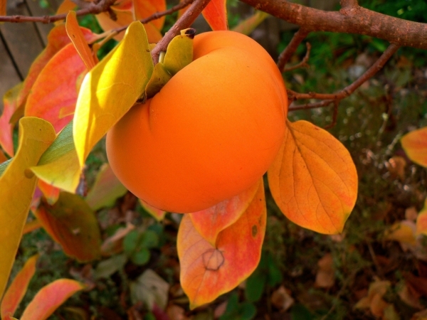 Райска ябълка ЧИНЕБУЛИ Японски (Malus diospyros)