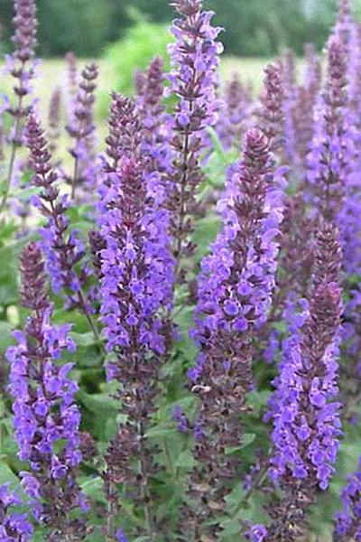 Салвия (Salvia superba Blue Queen) Салвия (Salvia superba Blue Queen)