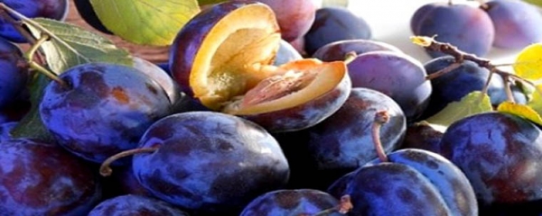 Синя слива сорт Чачанска лепотица (Prunus, Plum) Синя слива сорт Чачанска лепотица (Prunus, Plum)