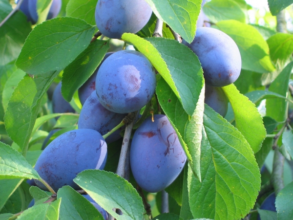 Синя слива сорт Стенлей (Prunus) Синя слива сорт Стенлей (Prunus)