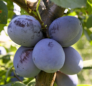 Слива сорт Чачанска лепотица (Prunus) Слива сорт Чачанска лепотица (Prunus)