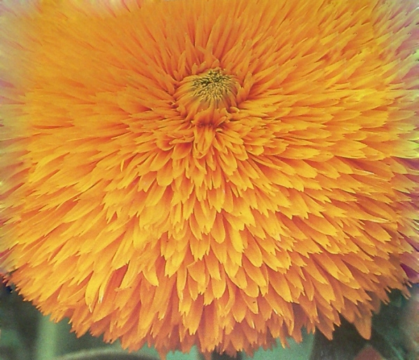 Слънчоглед, кичест, семена (Helianthus annuus, Fascicular, Sunflower)