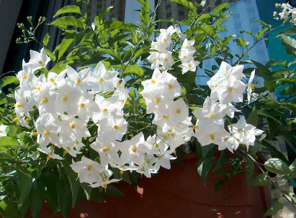 Соланум, Картофена лиана, Alba (Solanum Jasminoides)