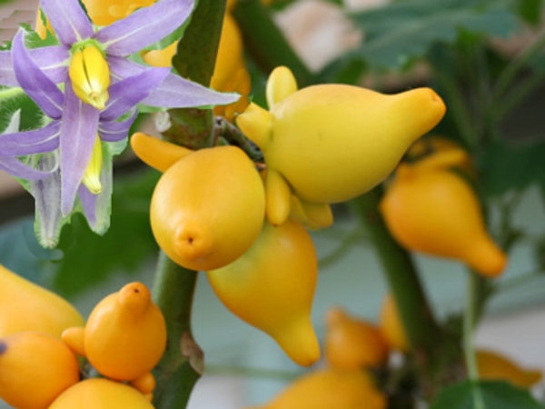Соланум, семена (Solanum mammosum, Titty fruit or Nipple fruit)