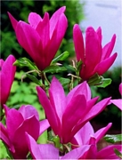 Магнолия (Magnolia Liliiflora Susan)