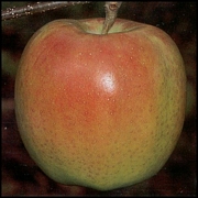 Ябълка, сорт Муцу (Malus domestica Mutsu)
