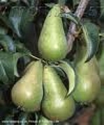 Попска круша, зимна (Pyrus Cure, pear)