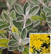 Брахиглотис (Brachyglottis Sunshine Senecio)