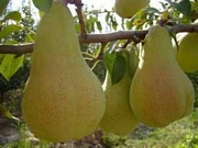 Круша, сорт Абат фетел (Pyrus Abbe Fatel)