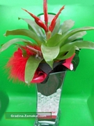 Гуцмания (Guzmania)