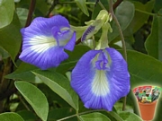 Клиториа, семена (Clitoria ternatea)