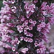 Вайгела (Weigela Purpurea)