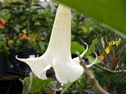 Датура, бяла (Datura)