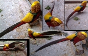 Златен фазан (Golden Pheasant)
