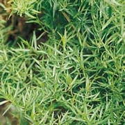 Естрагон, тарос, тарагон, тарост (Artemisia dracunculus)