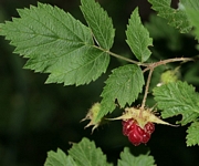 Малина (Rubus)