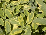Салвия - пъстролистна (Salvia officinalis Aurea)