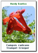 Кампсис, текома, тромпетно цвете, семена (Campsis radicans Trumpet Creeper)