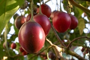 Тамарило, Доматено дърво (Tamarillo, Cyphomandra betacea)