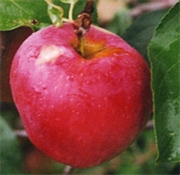 Ябълка, сорт Молиз делишес (Malus domestica Mollie)