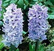 Син зюмбюл (Hyacinthus)