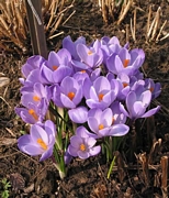 Минзухар Лилав (Crocus Vernus Grand Maitre)
