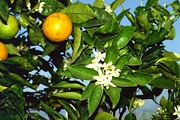 Портокал (Citrus sinensis Lane Late)