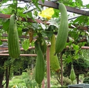 Луфа, семена (Luffa)