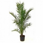 Финикова палма, малка (Phoenix Canariensis)