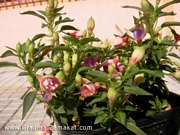 Градинска Обичка, Фуксия (Fuchsia Heidi Ann)