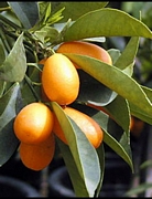 Кумкват (Kumquat)