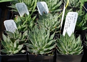 Алое аристата (Aloe aristata)