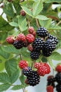 Къпина без бодли (Rubus)