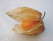 Физалис растение (Physalis)