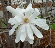 Магнолия стелата голяма (Magnolia stellata)
